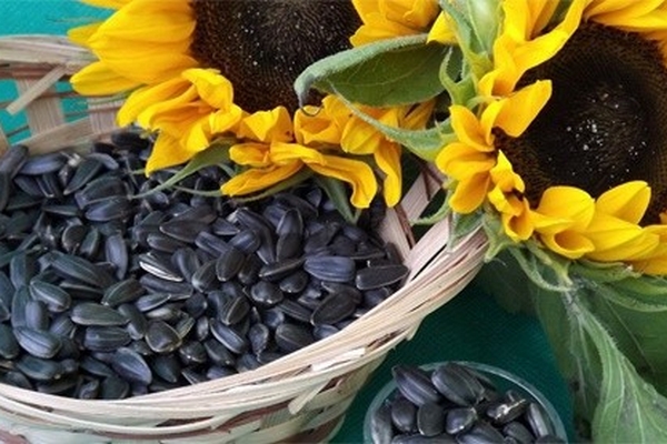 Компанія «Євраліс Семенс Україна»: правила зберігання насіння