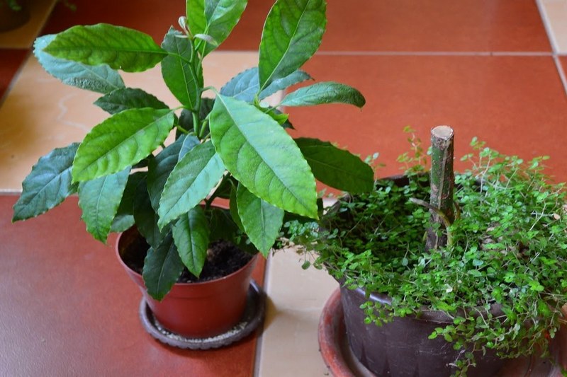 Авокадо как целебное комнатное растение