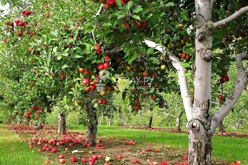 Как правильно выбрать место на участке для посадки яблони?