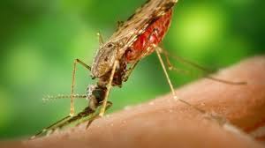 Ученые выяснили, как комары выбирают своих жертв