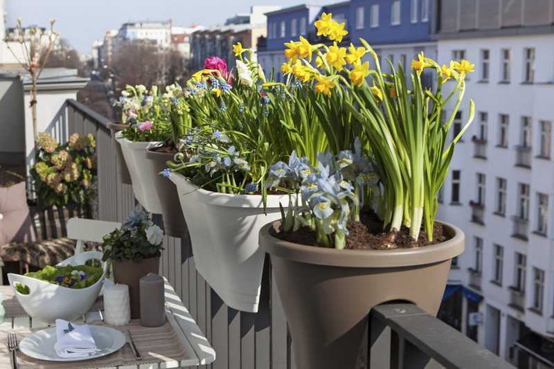 Принципы и способы составления растительных композиций на балконе или лоджии