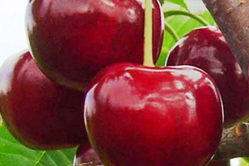Как получить саженцы вишни и сливы