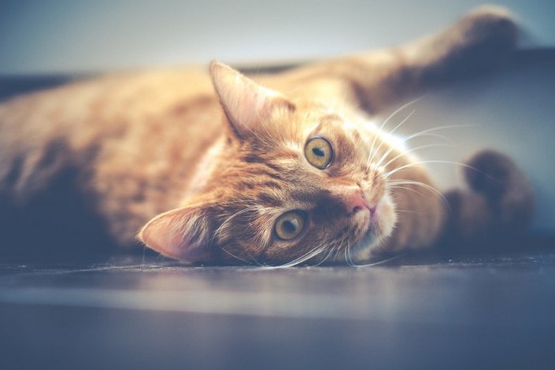 Всемирный день животных: топ-7 аргументов в пользу профилактики осмотров кошек