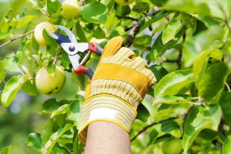 Как проводить обрезку фруктовых деревьев
