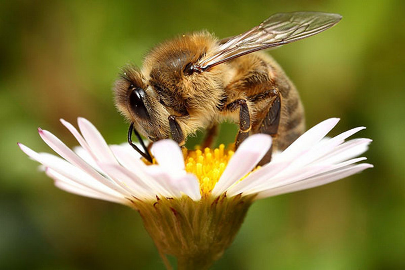 Значение и применение пчелиного воска