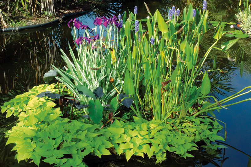 Размножение водных растений в садовом пруду