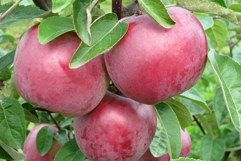 Какие сорта яблонь относятся к раннеосенним
