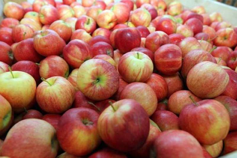 Ученые заявили, что машины плохо влияют на урожай яблок