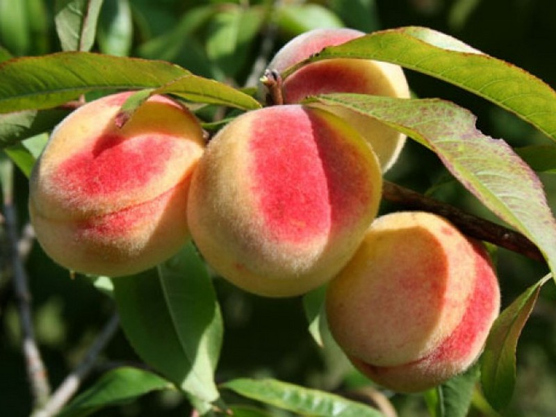 Как подобрать место для персика