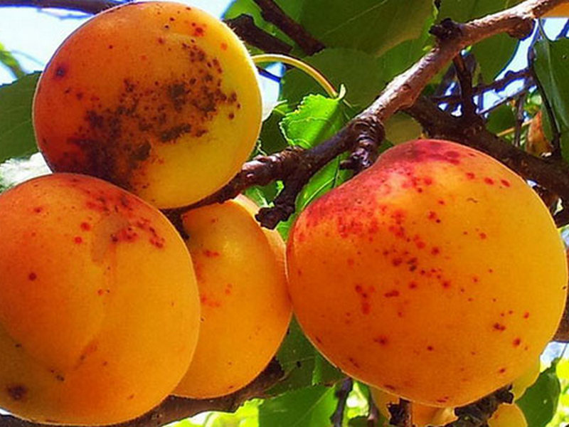 Наиболее опасные вредители абрикосовых деревье