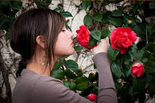 Запах роз помогает лучше запоминать новую информацию - ученые