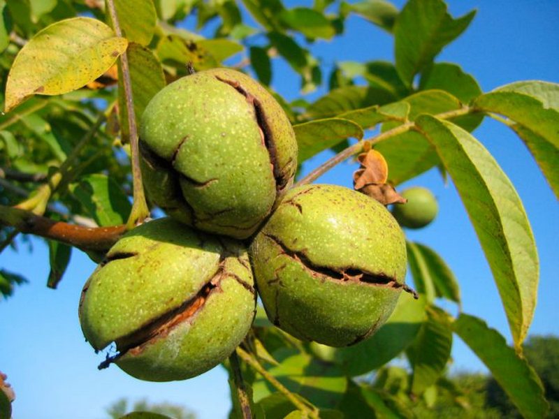 Какие сорта грецкого ореха рекомендуется выращивать на садовых участках