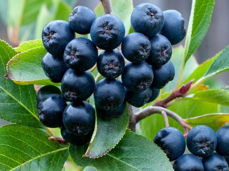 Что полезного в ягодах аронии (черноплодной рябины)?