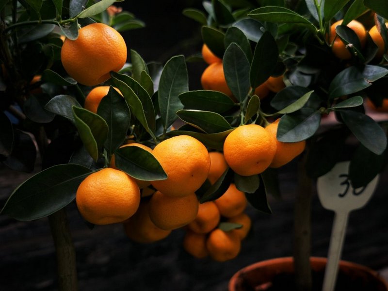 Какие сорта мандаринов рекомендуется выращивать в комнатных условиях