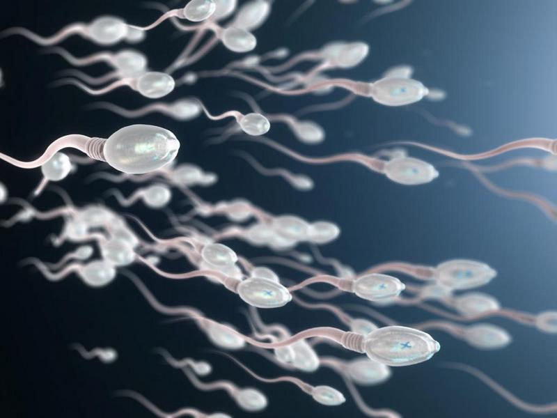 Крем для улучшения образования спермы